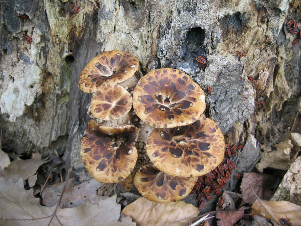I Funghi primaverili: Polyporus squamosus